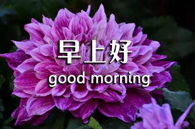 短句真诚问候祝你早上愉快,祝你开心早安心语