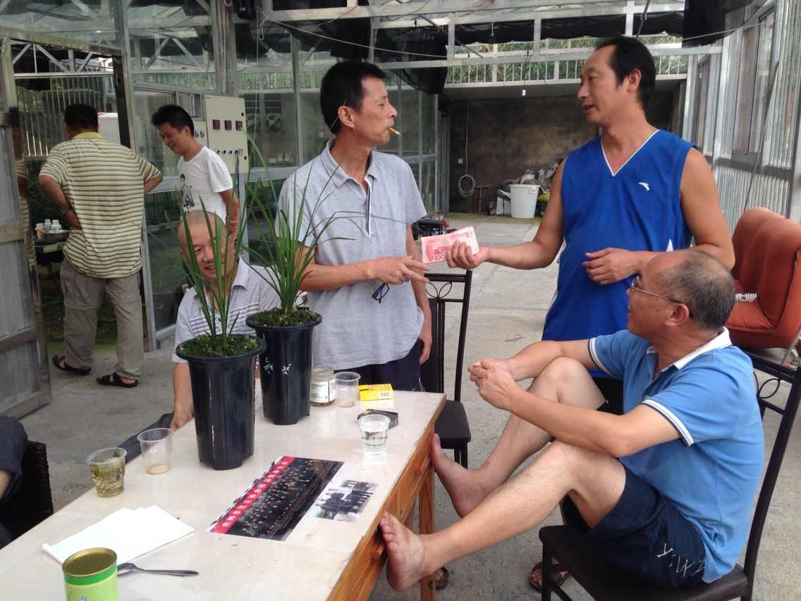 那些年兰花为什么价格会持续走高,为什么同一品种的兰花价格不一样