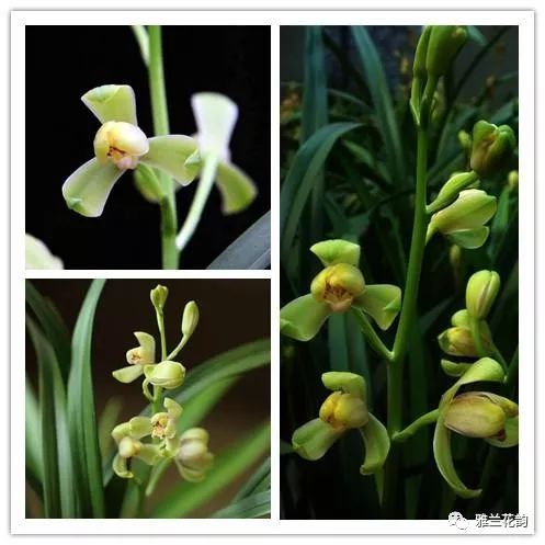 兰花鉴赏全部,兰花建兰八大名品介绍