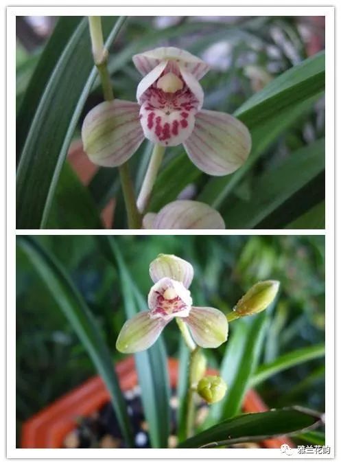 兰花鉴赏全部,兰花建兰八大名品介绍