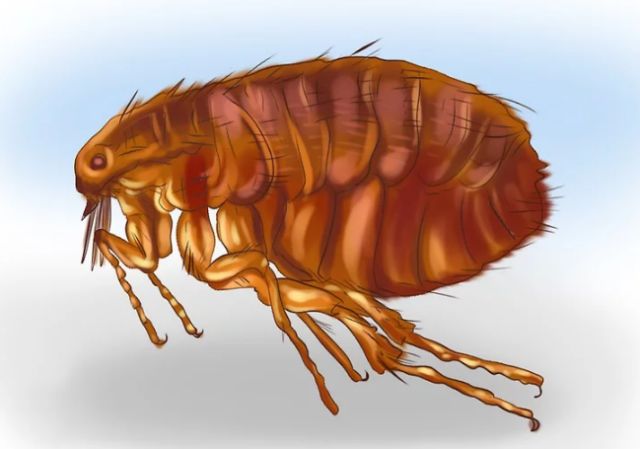 猫体内外驱虫滴剂示范,猫体内外驱虫多少钱
