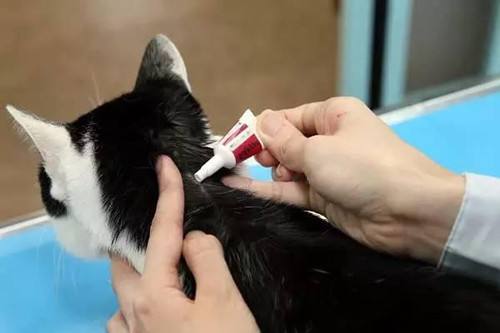 猫体内外驱虫滴剂示范,猫体内外驱虫多少钱