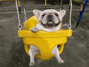 宠物对我很重要,宠物对你的爱是唯一的