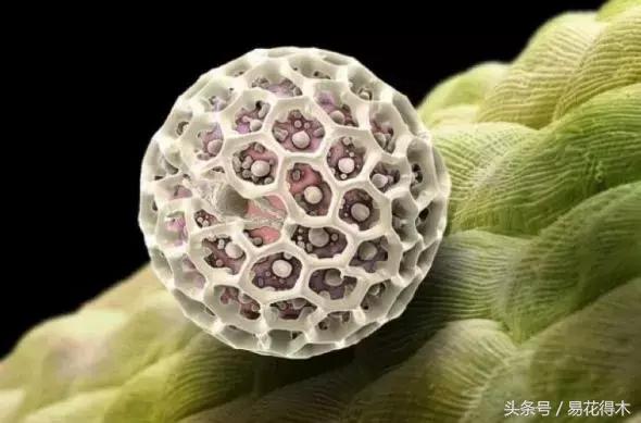 释迦花粉采集方法,花粉采集技巧视频