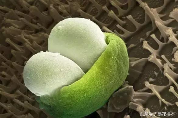 释迦花粉采集方法,花粉采集技巧视频