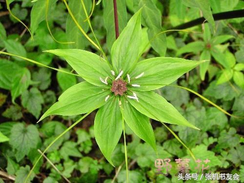 中药药材浪漫的名字,蕴含极致浪漫的中药名字