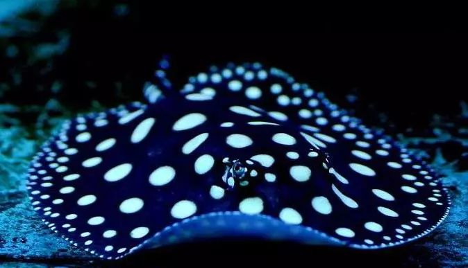 魟鱼怎么入缸就死,魟鱼入缸前检疫