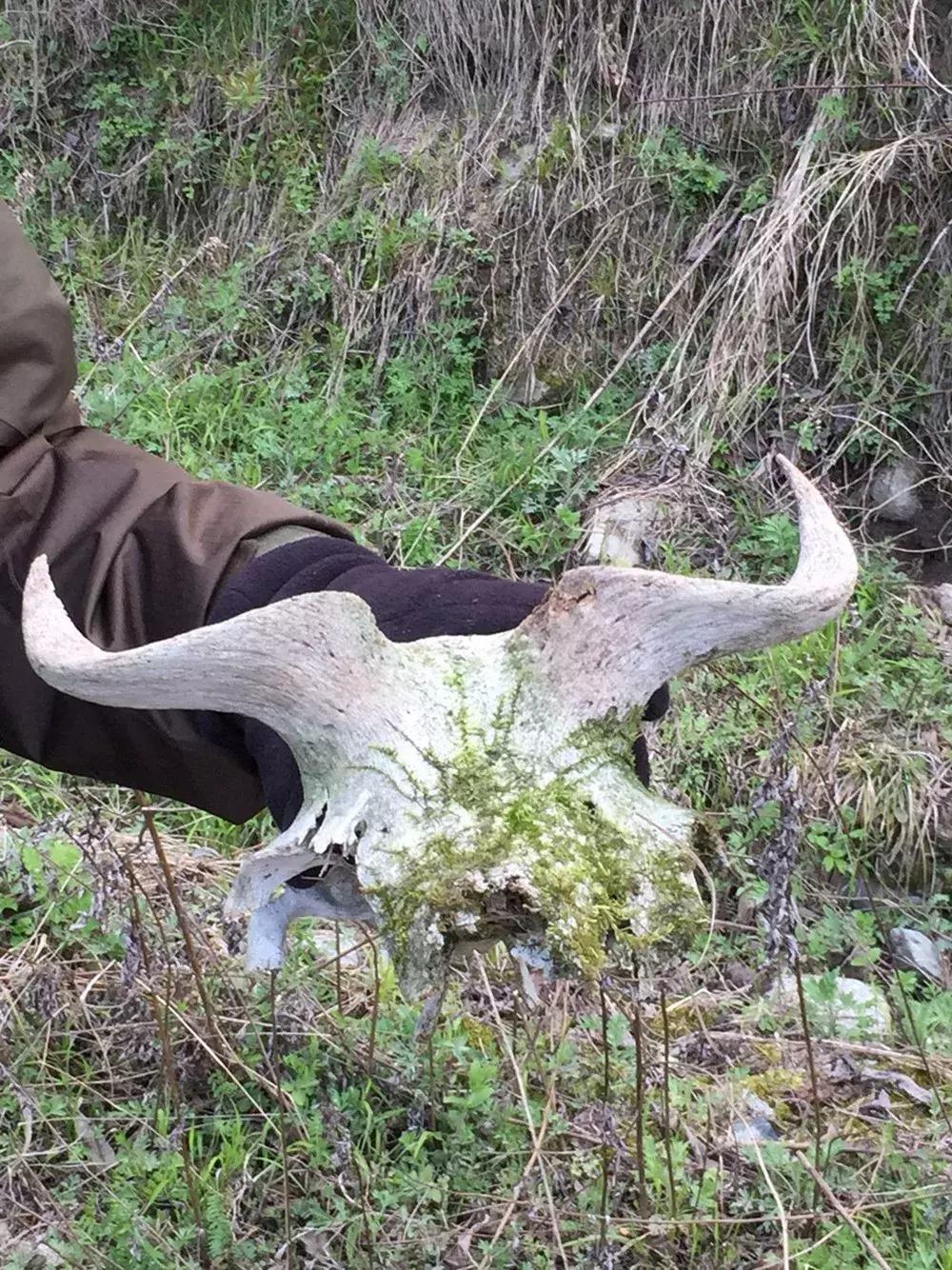 面对尸体，在野外这些野生动物会有什么反应