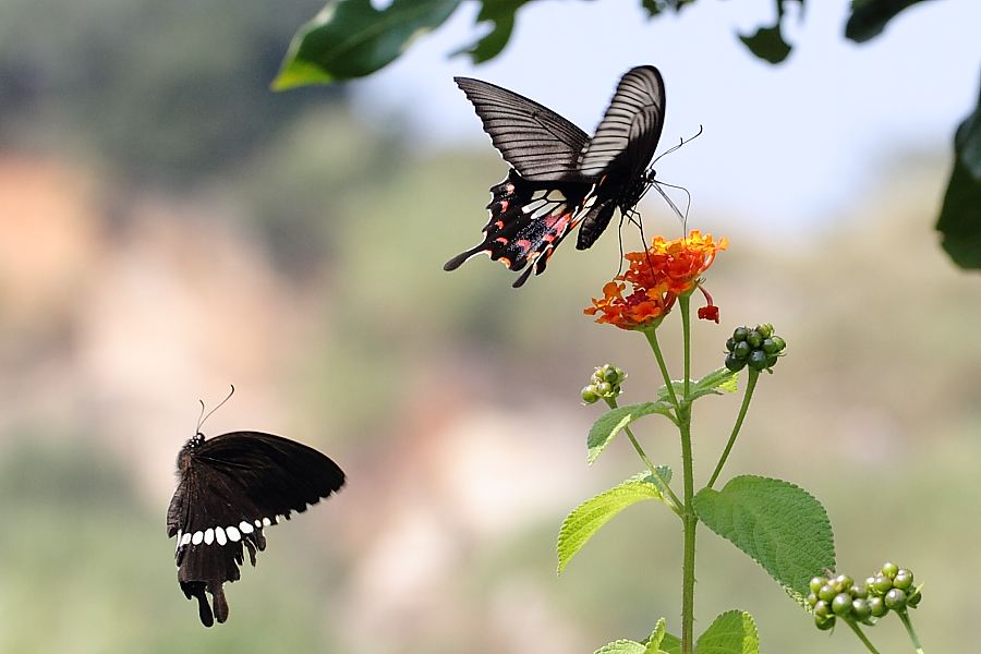 梁祝诞辰50年音乐会视频,梁祝音乐协奏曲
