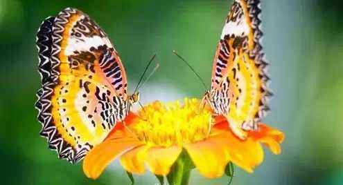 梁祝诞辰50年音乐会视频,梁祝音乐协奏曲