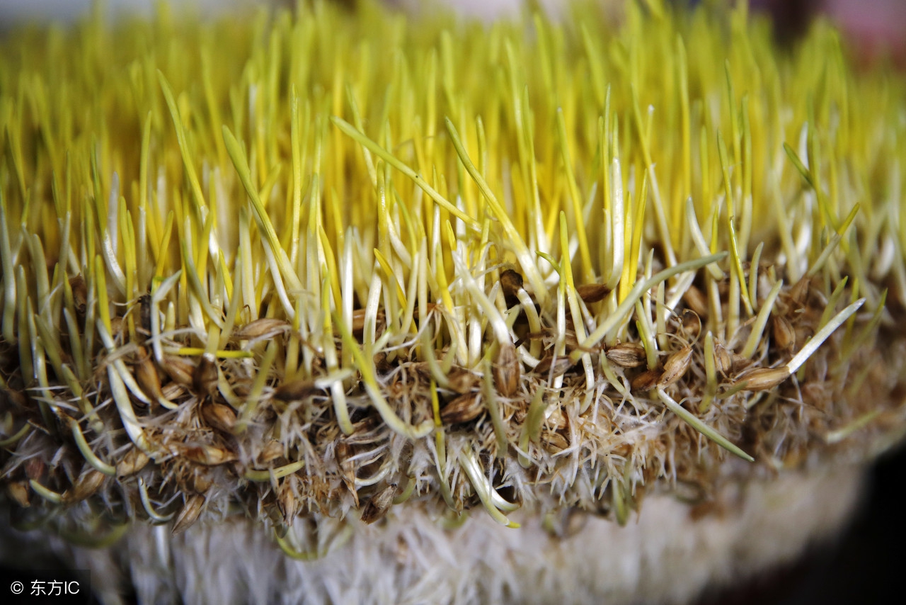 肝炎用一种草泡水转阴,肝炎吃什么降脂药