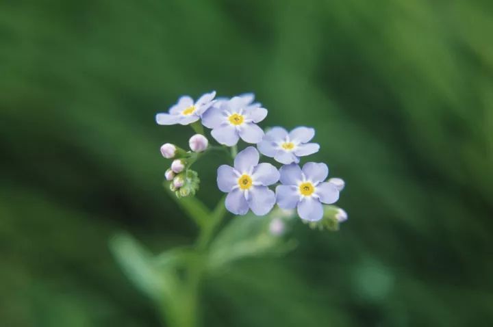 勿忘我花束制作方法超简单,自制勿忘我花束包装教程