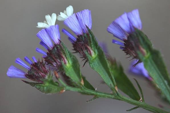 勿忘我花束制作方法超简单,自制勿忘我花束包装教程