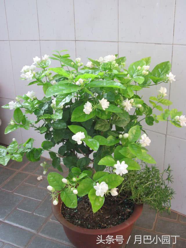 茉莉黄叶掉花苞怎样挽救,茉莉长黄叶黑枝
