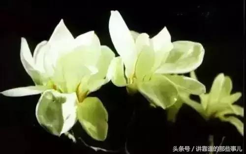 美极了樱花盛开图片,中国各市的市花大全