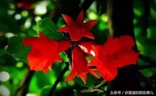 美极了樱花盛开图片,中国各市的市花大全