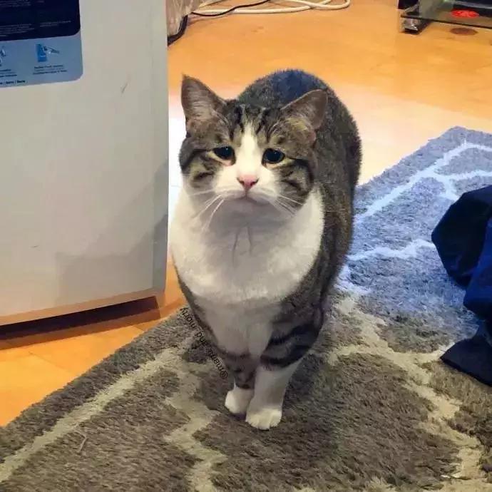 八字眉三角眼短命相,天生眉眼下垂