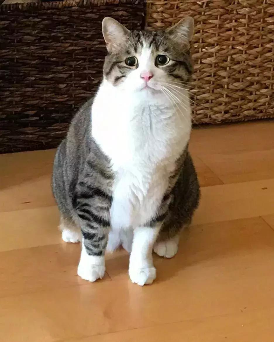 八字眉三角眼短命相,天生眉眼下垂