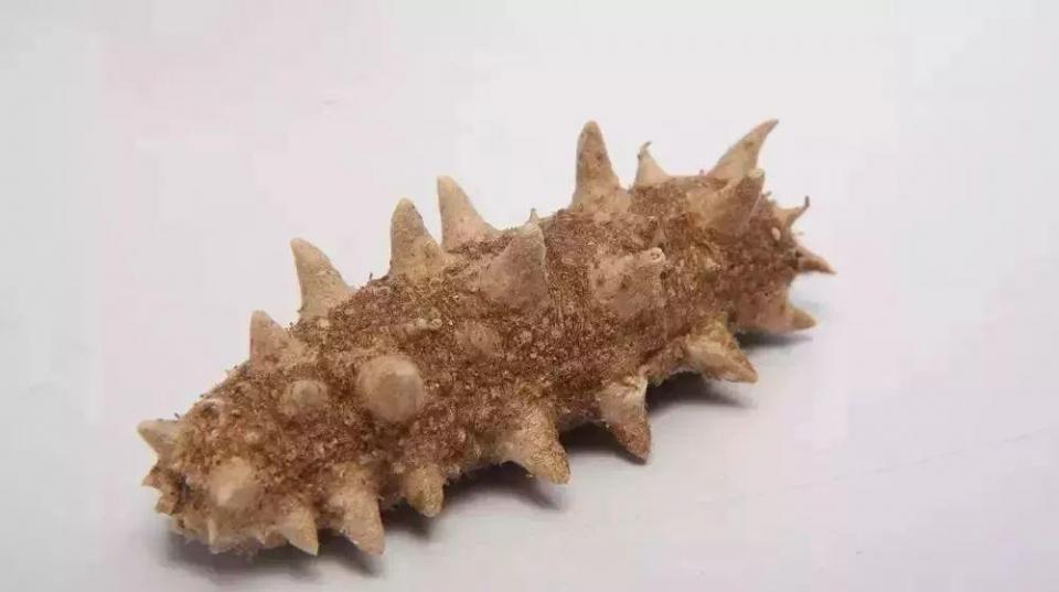 干海参发霉了洗洗还可以吃吗,干海参有点发霉了还能吃吗