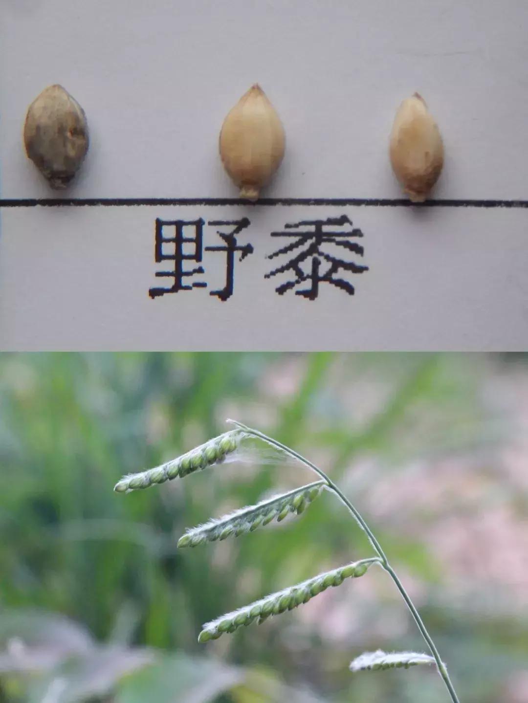 怎样辨别小麦田禾本科杂草,水稻杂草幼苗怎么鉴别