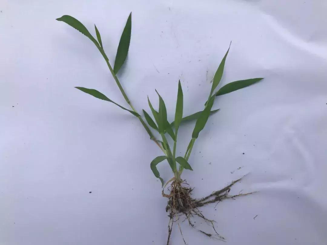 怎样辨别小麦田禾本科杂草,水稻杂草幼苗怎么鉴别
