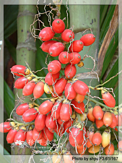 槟榔行气效果,槟榔化痰止咳