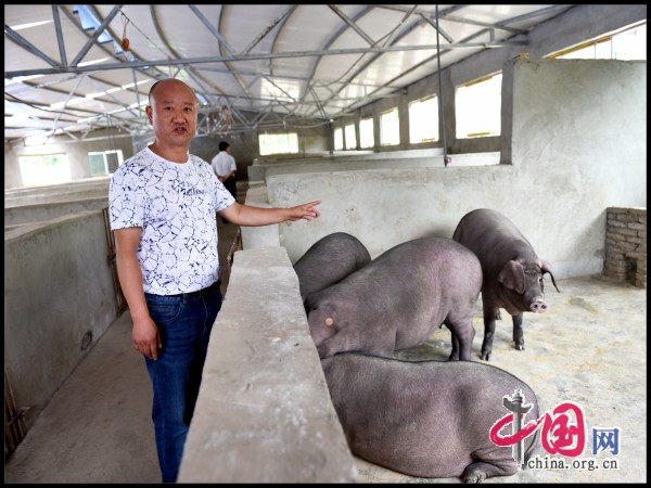 陈学忠:把扶贫仔猪送给农户