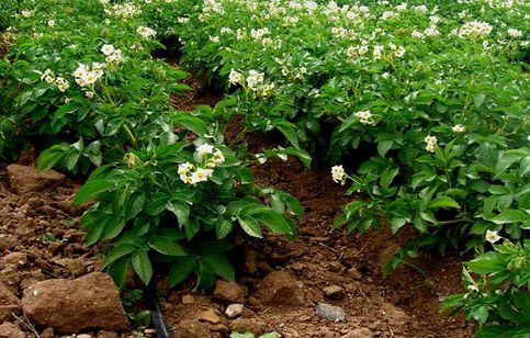 有几种吃蔬菜的瓢虫,所有瓢虫都吃什么蔬菜