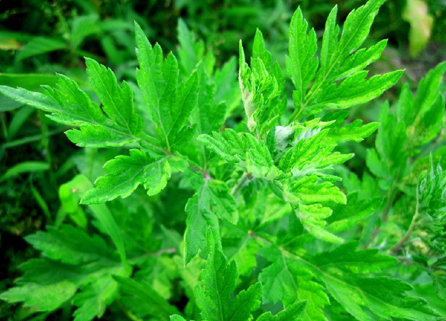 艾蒿放枕头里有什么作用,艾蒿叶装枕头有什么功效