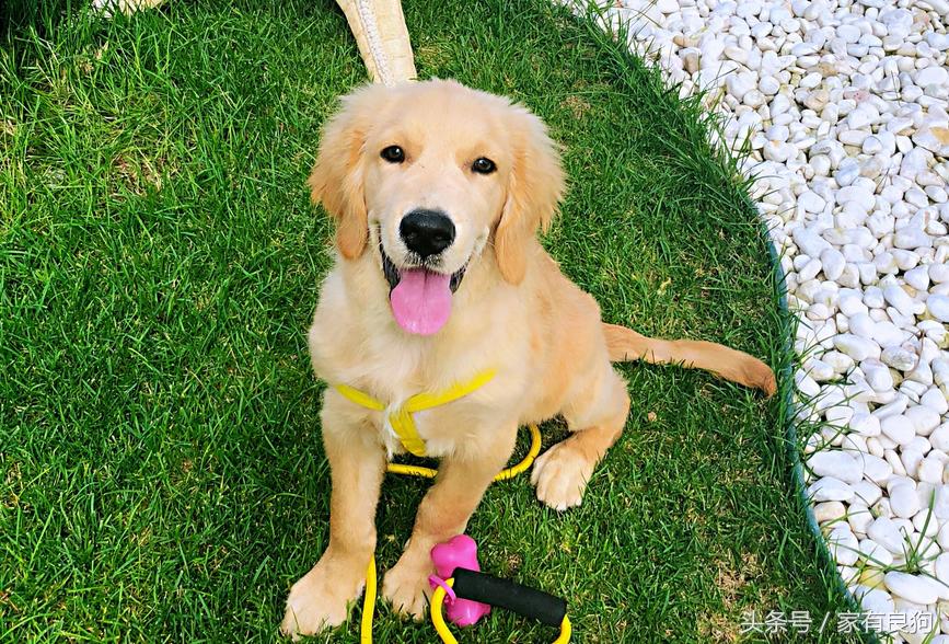 最受欢迎的3种宠物狗,世界上最乖最好养的狗是什么狗