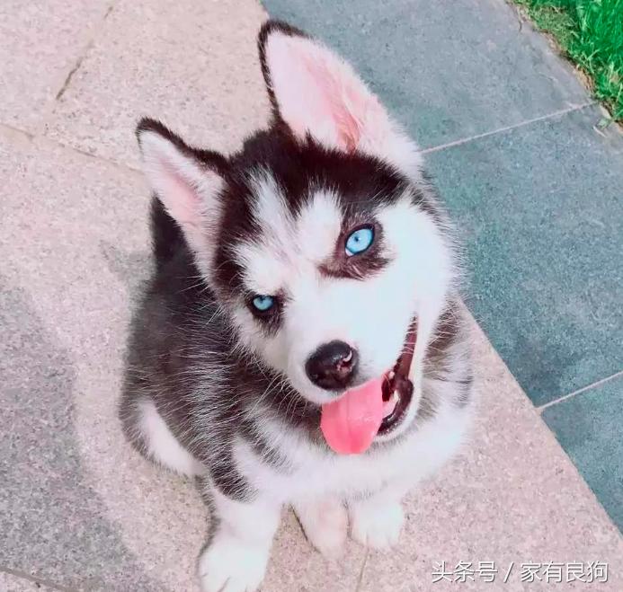 最受欢迎的3种宠物狗,世界上最乖最好养的狗是什么狗