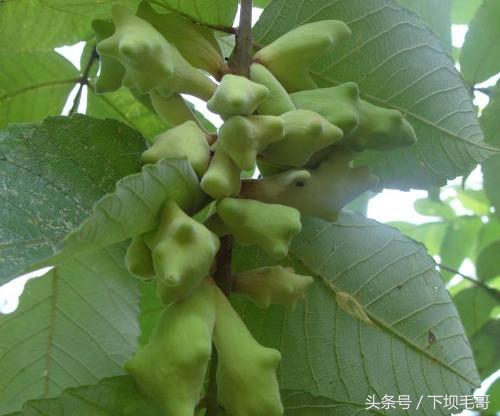 90后的童年农村野果,90年代的孩子有多少零花钱