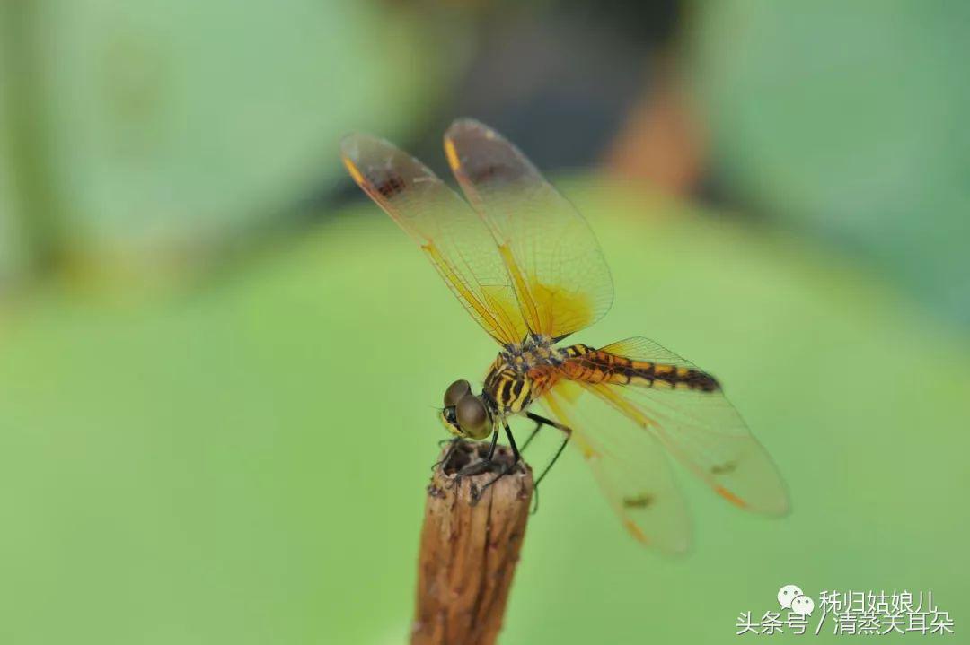夏日傍晚，伴着蛙叫我在大树下乘凉、数星星……