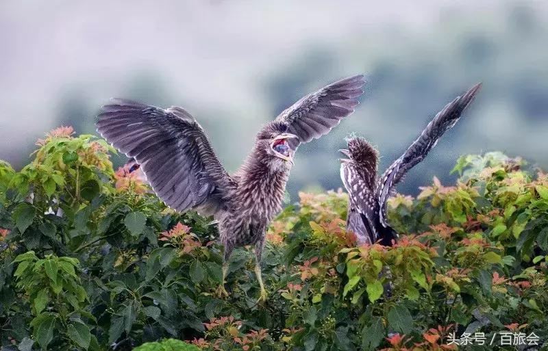 数风云人物 还看今朝——《岁月与旅行》第五辑风云人物揭幕