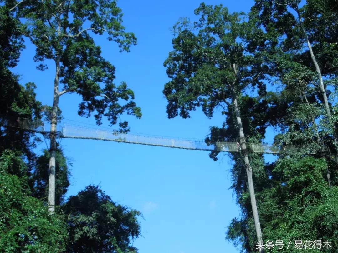 濒临灭绝的珍稀植物,世界珍稀濒危植物三大旗舰种