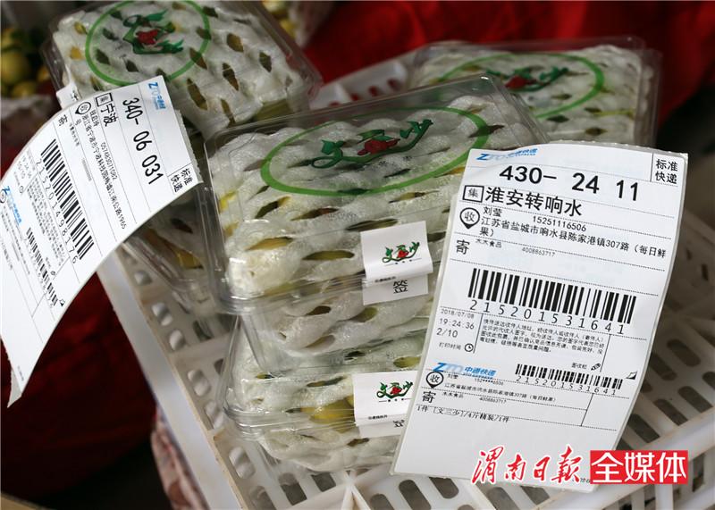 日销冬枣240吨！冬枣之乡大荔安仁电商生意火