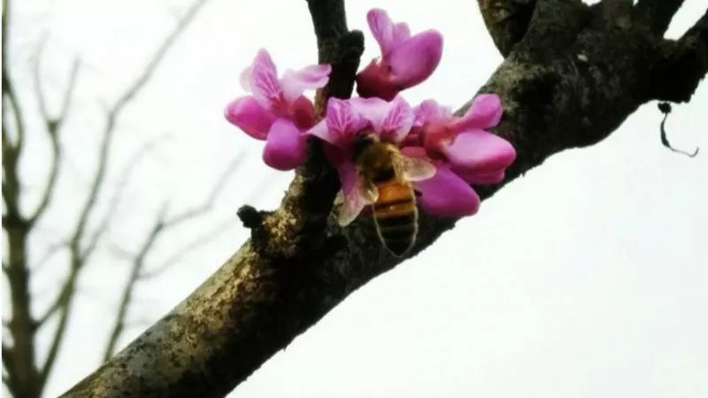 西南民族大学,西南民大网红校区