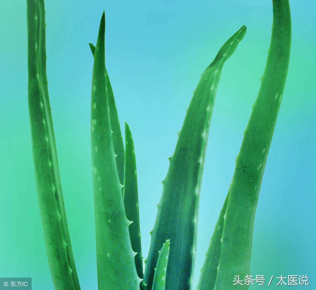 节食减肥不反弹怎么吃,节食后吃什么食物最好