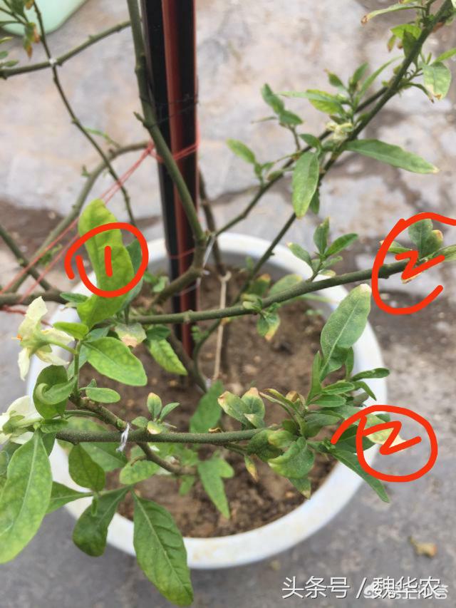 珊瑚樱根系怎么补救,珊瑚樱只开花不挂果怎么办