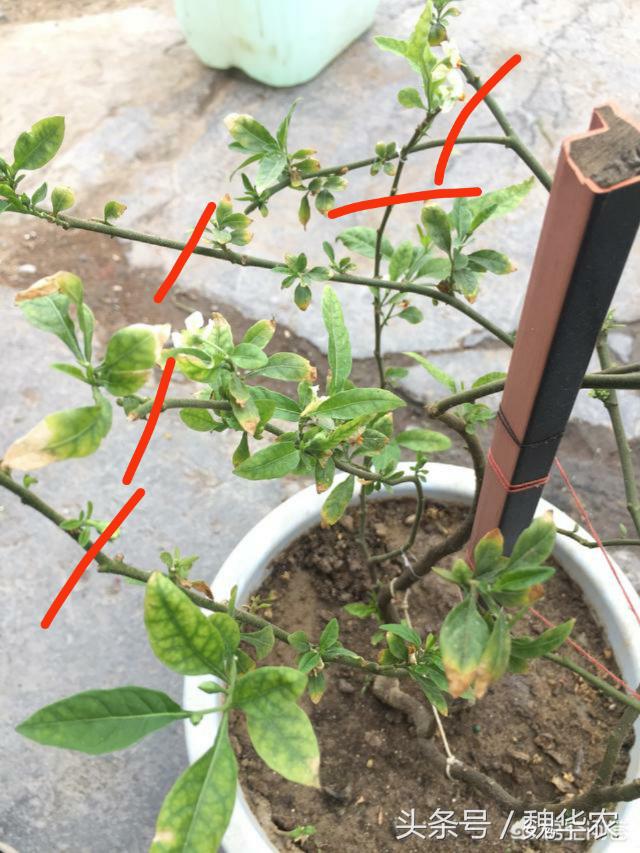 珊瑚樱根系怎么补救,珊瑚樱只开花不挂果怎么办