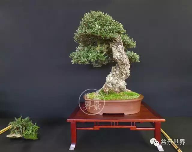 盆景是中国的名片看看浪漫的法国人怎样玩盆景