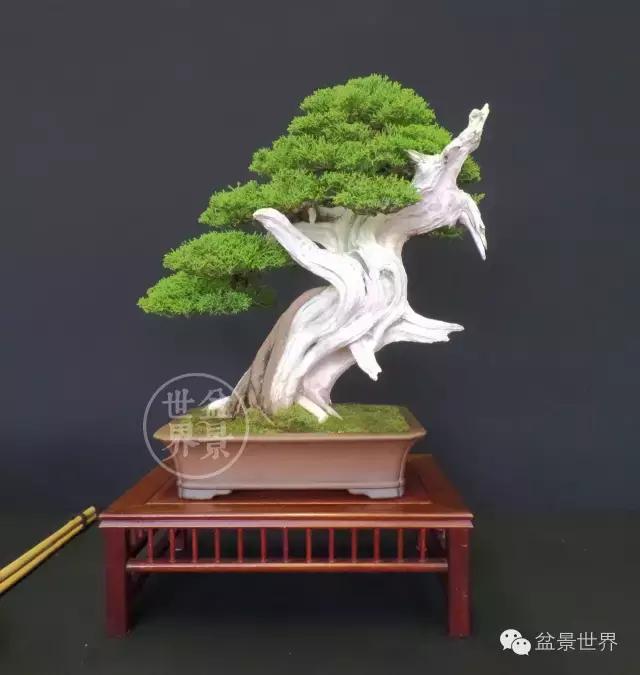 盆景是中国的名片看看浪漫的法国人怎样玩盆景