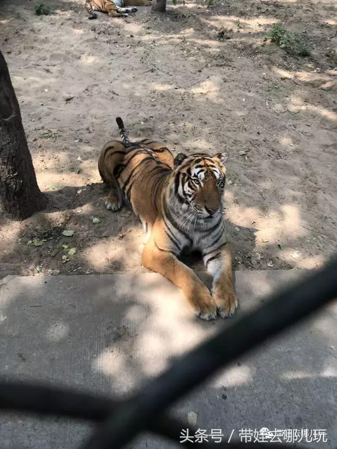 长隆野生动物园一日游简单攻略,长隆野生动物园两天一晚游玩攻略
