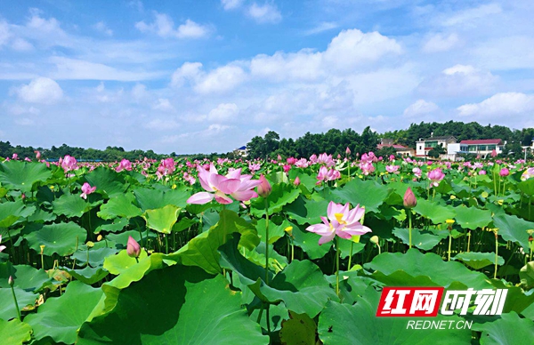 湖南赏荷,夏日赏荷好推荐打卡地