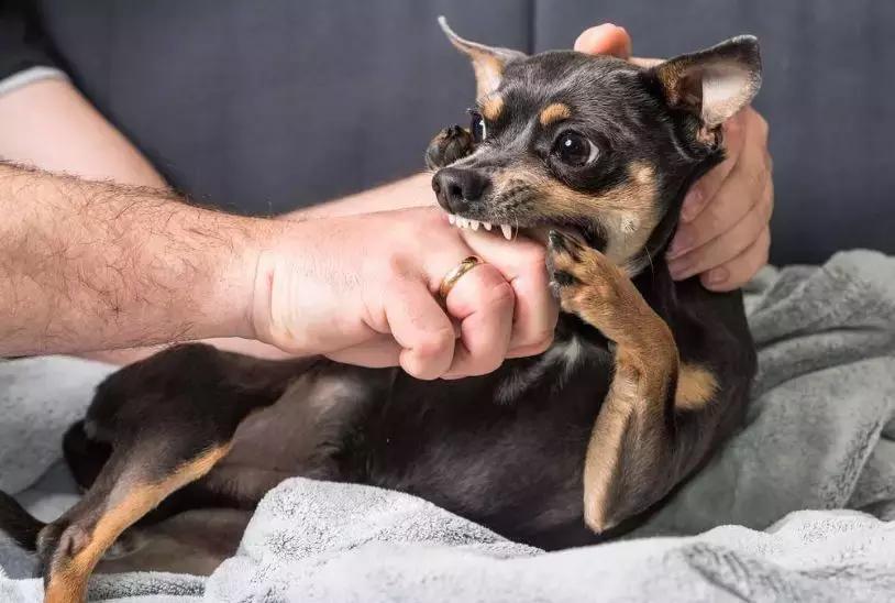 小区狗咬狗事件后续,小区内狗咬人怎么处理
