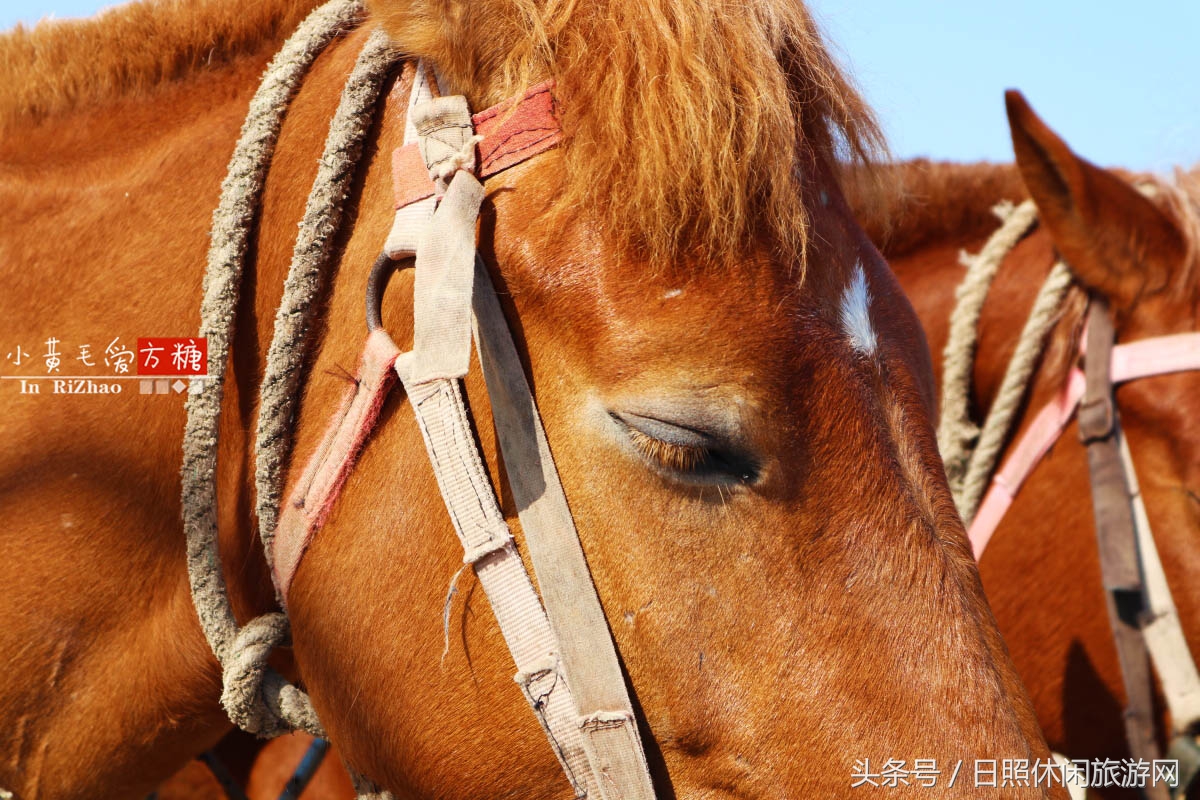 日照浴场海鲜攻略,日照海滨浴场旅游攻略