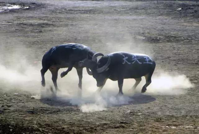 贵州黔东南斗牛赛好热闹,贵州凯里斗牛大赛时间表