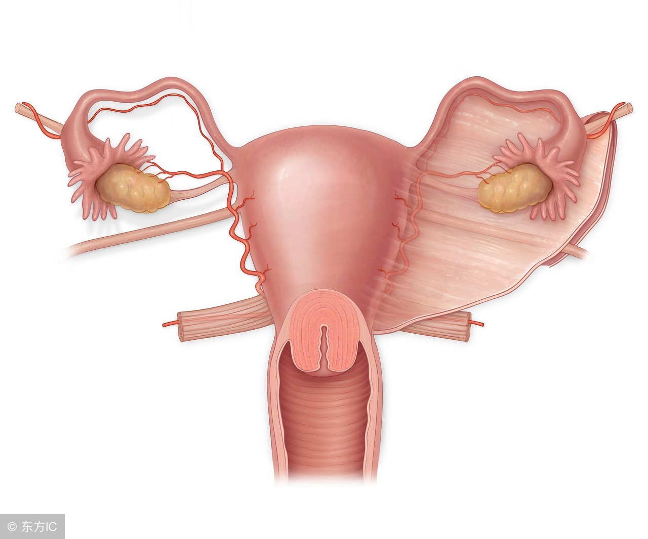 宫颈息肉如果是恶性的有什么症状,宫颈息肉有6个前兆严重吗