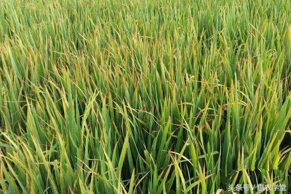 水稻苗期叶尖发黄干枯是什么原因,水稻叶尖发白是怎么回事
