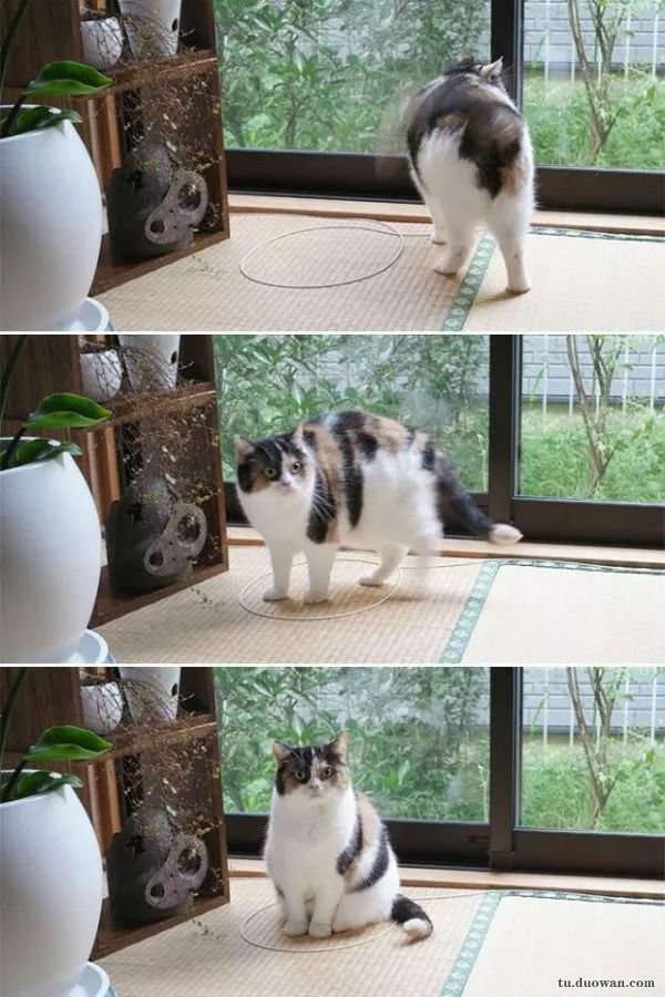 赢在起跑线上的孩子视频搞笑,萌娃发量惊人好像蒙奇奇